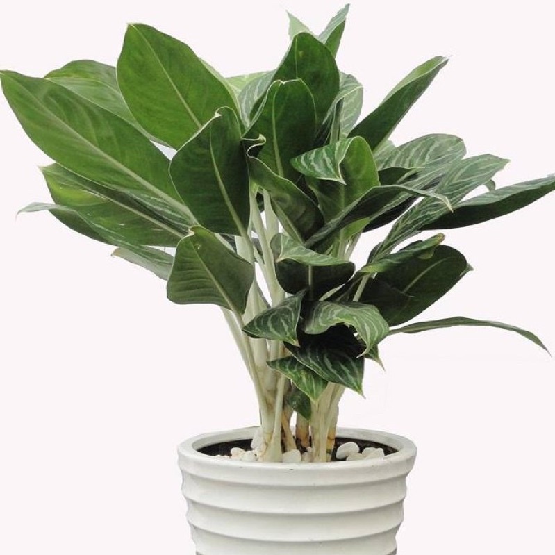 SỎI TRẮNG VIÊN 2-3cm dùng TRANG TRÍ CHẬU CÂY, bể cá túi 1kg