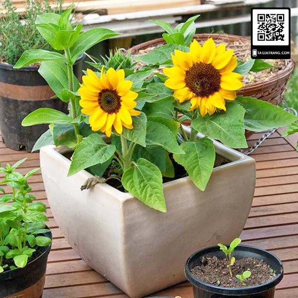 Hạt giống hướng dương lùn