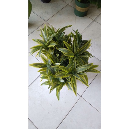Cây giả - cụm Thủy trúc - 3 nhánh - trang trí nhà cửa