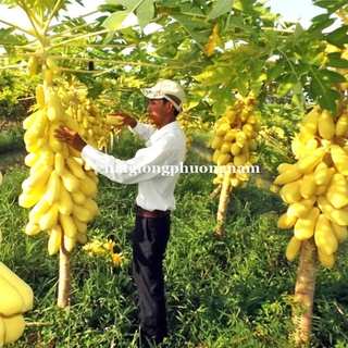 10H - HẠT GIỐNG ĐU ĐỦ VỎ VÀNG
