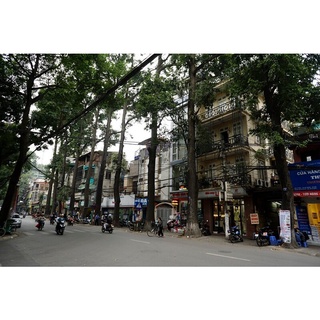 Cây Sao Đen