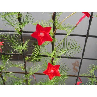 Hạt giống hoa sao tóc tiên