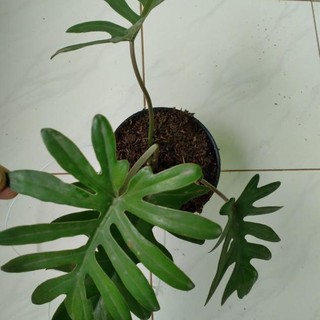 Ốp Điện Thoại Thời Trang Cho Iphone Q Q Q➝ Philodendron mayoi