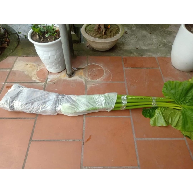 5 củ ráy voi cao trên 40cm