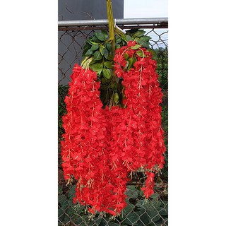 Hoa Tử Đằng, Cây Giả, Cành Làm Cây