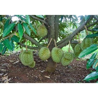 Cây giống sầu riêng lùn siêu sớm