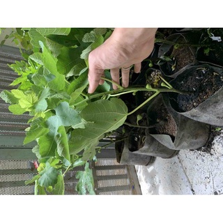Cây Sung Mỹ siêu trái + (500g) phân thỏ hữu cơ