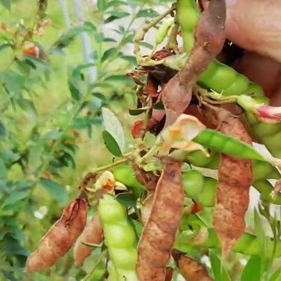 20Gram Hạt giống đậu săng (đậu chiều)