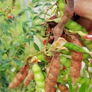 20Gram Hạt giống đậu săng