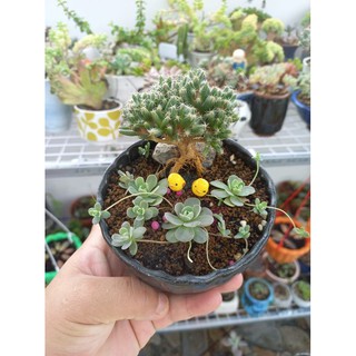 Tiểu cảnh - Gà Chip baby mini