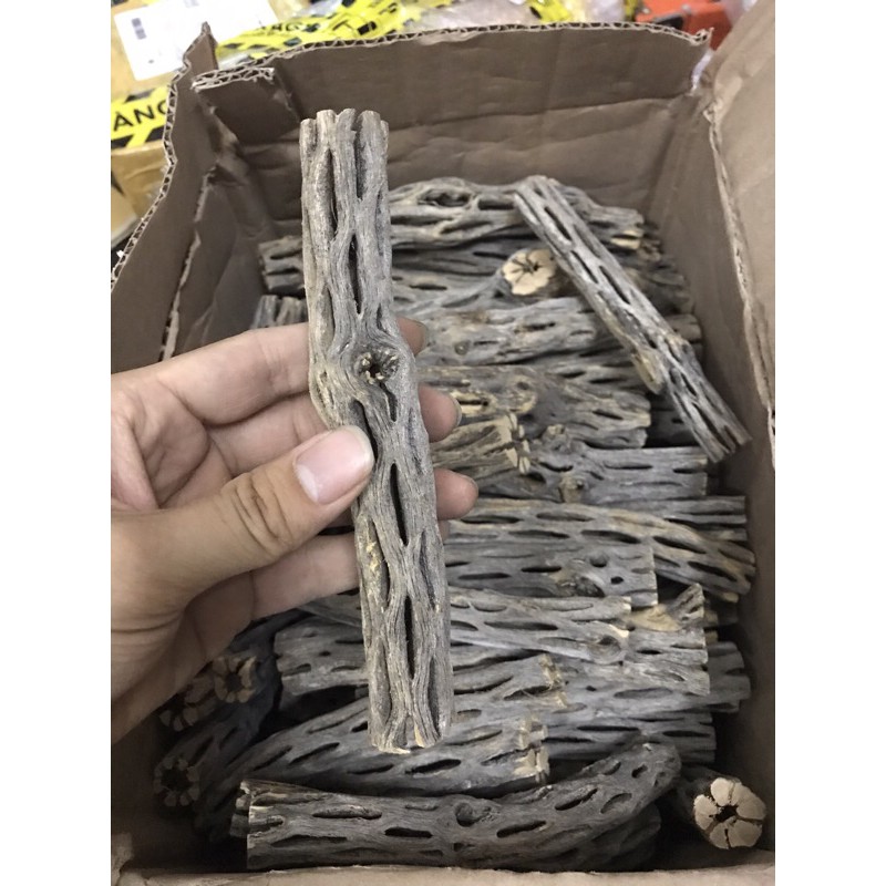 Lũa Cholla Trang Trí Bể Cá - Tiết ra tanin giúp tép giảm stress, tăng cường sức đề kháng, diệt khuẩn, tốt cho tiêu hóa