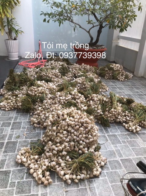 Tỏi sạch nhà trồng (1kg)- Tỏi Phan Rang _Ninh Thuận