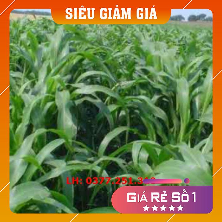 Giống Cỏ Sudan Lai - Cỏ Cao Lương gói 500g - Giống Cỏ Ngô, Cỏ Chăn Nuôi Năng Suất Cao