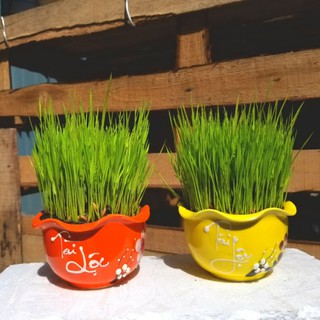 Cây Lúa non kèm chậu sứ cao cấp size 10x6