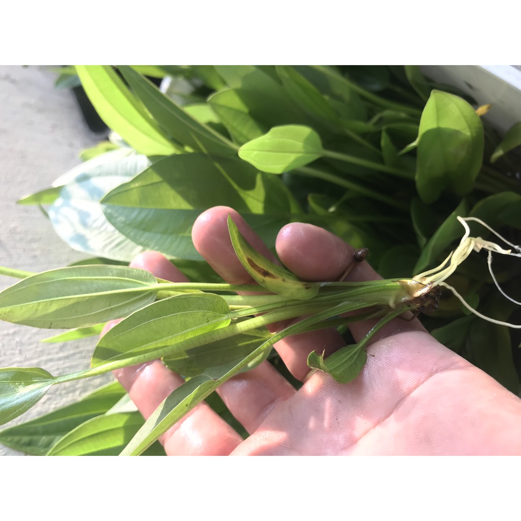 BÁCH THỦY TIÊN (Lan nước thủy sinh), cây cảnh đẹp dễ trồng