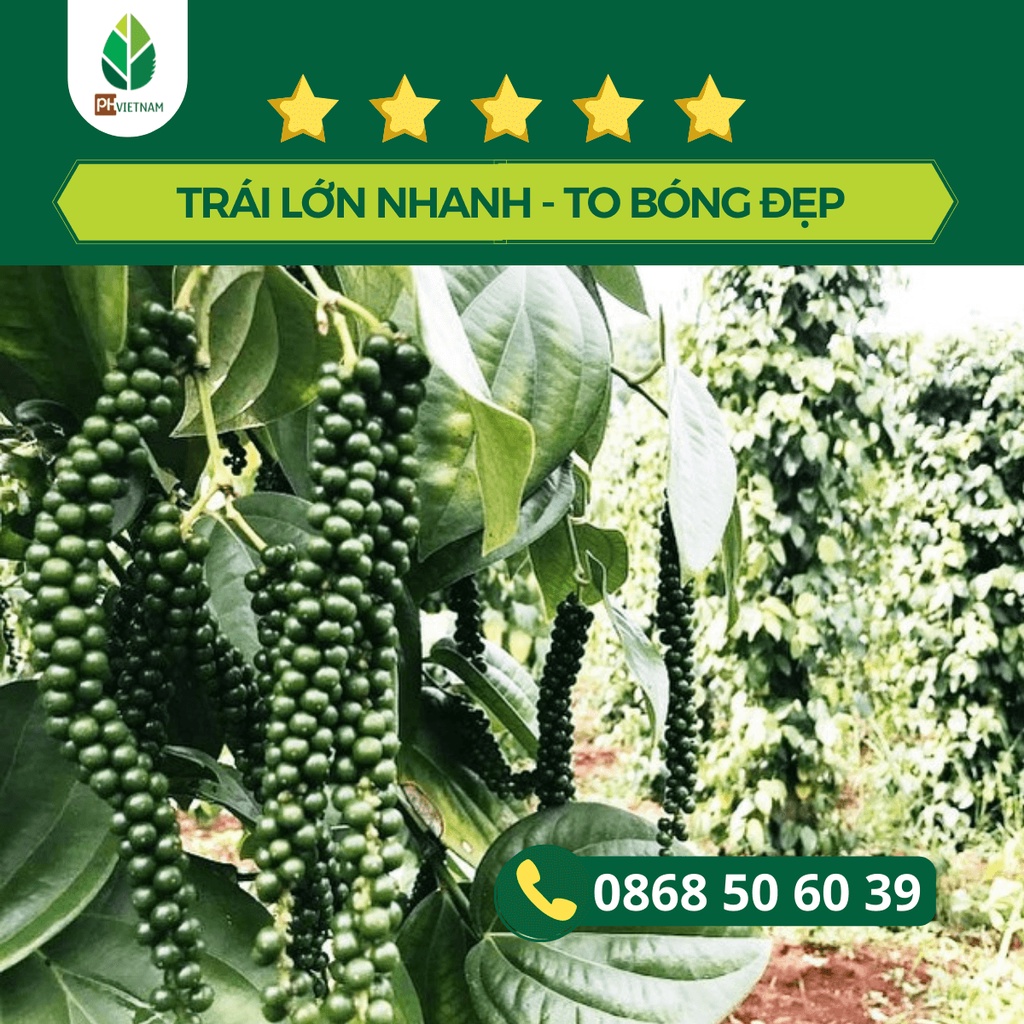 Phân Bón NPK 12-3-43 Túi 1Kg Dùng Được Tới 10.000m2, Pha 600 Lít Nước, Thúc Trái Lớn, Ngọt Trái, Dưỡng Trái