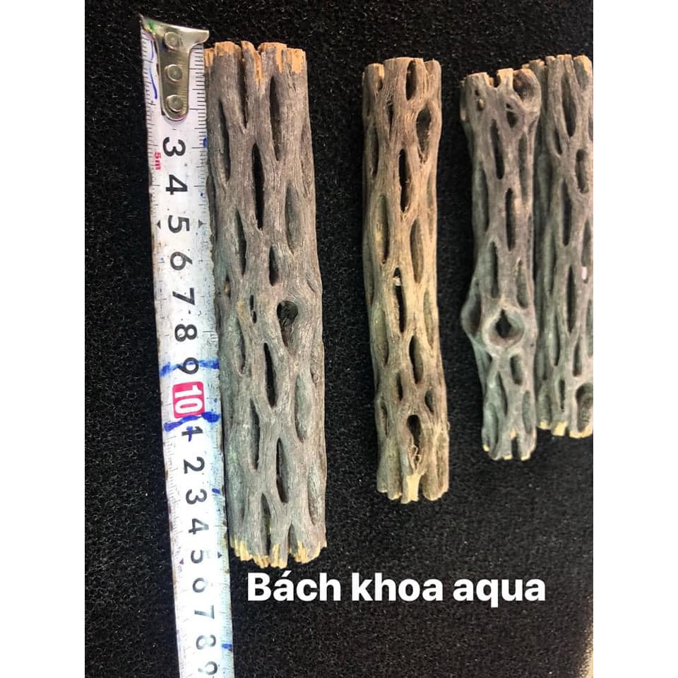 Lũa Cholla Bách Khoa Aqua