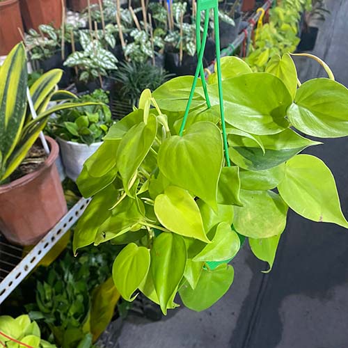 Chậu cây trầu bà thái | Neon Pothos chậu treo nhựa dễ chăm sóc
