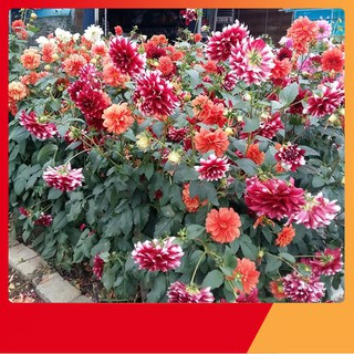 Hạt Giống Hoa Thược Dược Mix