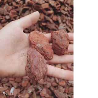 10kg Vỏ thông đỏ Quảng Bình ( #vattu, #caycanh,#bau)