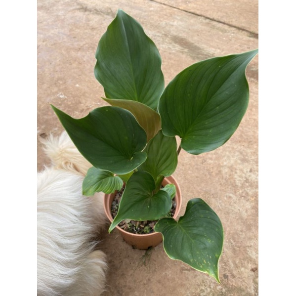 Chậu cứng Homalomena- Thiên niên kiện