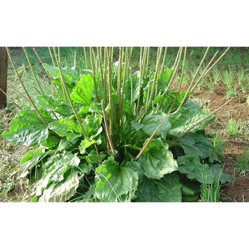 Hạt giống Bông mã đề Nhập khẩu nguyên bao bì - 500 Hạt - tỷ lệ nảy mầm 90%