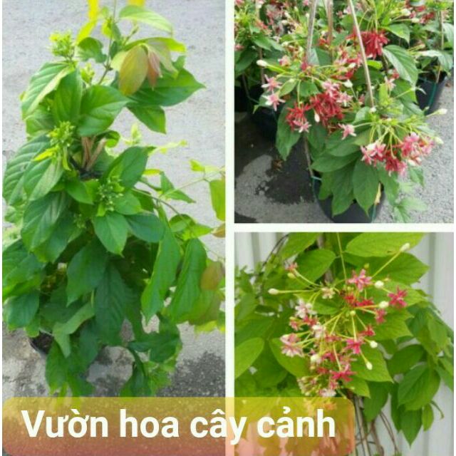 Chậu hoa sử quân tử ( chậu cây cao 50-60cm )