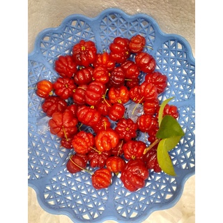 Cây giống  suri nam cherry