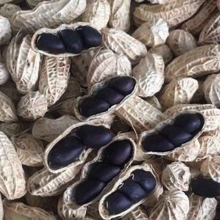 Hạt giống lạc đen