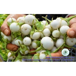 100gr 22k.hạt hạt giống cà pháo cao sản