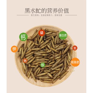 wax worm ( sâu sữa /sáp ) sấy khô cho hamster/sóc/chim