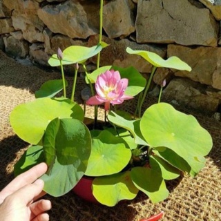 Hạt giống hoa sen nở 100% tunglamshop