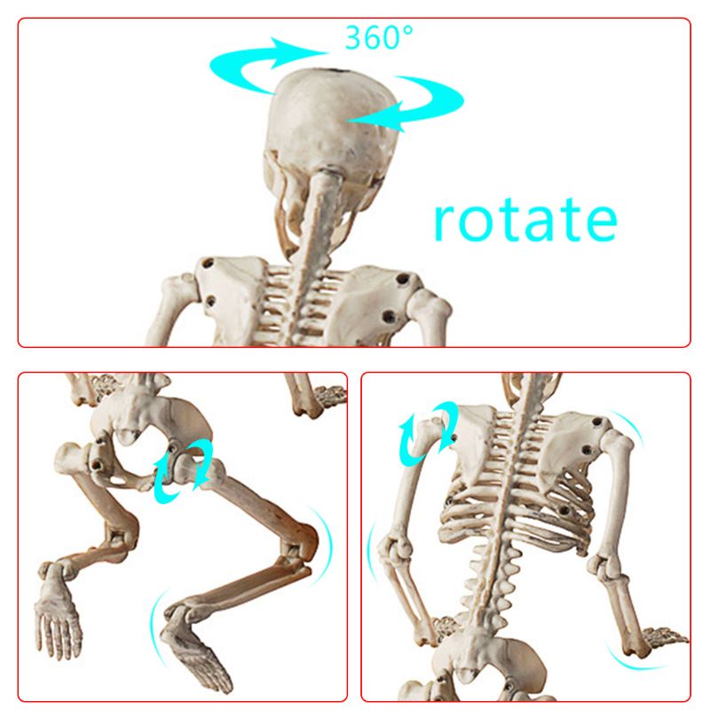 Chua Mô Hình Bộ Xương Người 36cm Sống Động Như Thật Trang Trí halloween