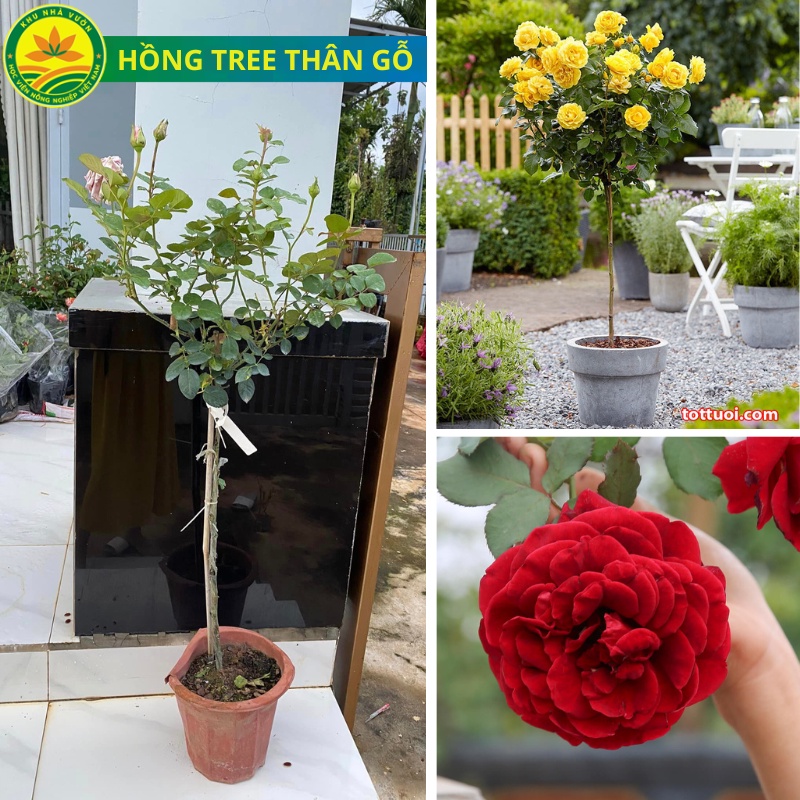 Cây giống hồng Tree hồng thân gỗ, cây cao khoảng 70cm có đủ các màu cho mọi người chọn (hồng ghép không nguyên bản)