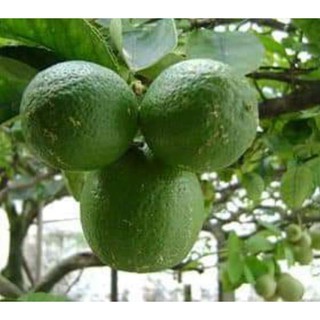 [Xả - Cắt Lỗ ] Cây Chanh Ta Giống