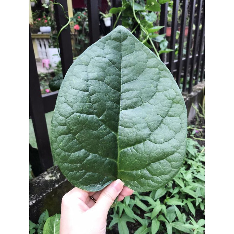 Bảo bối dưỡng da