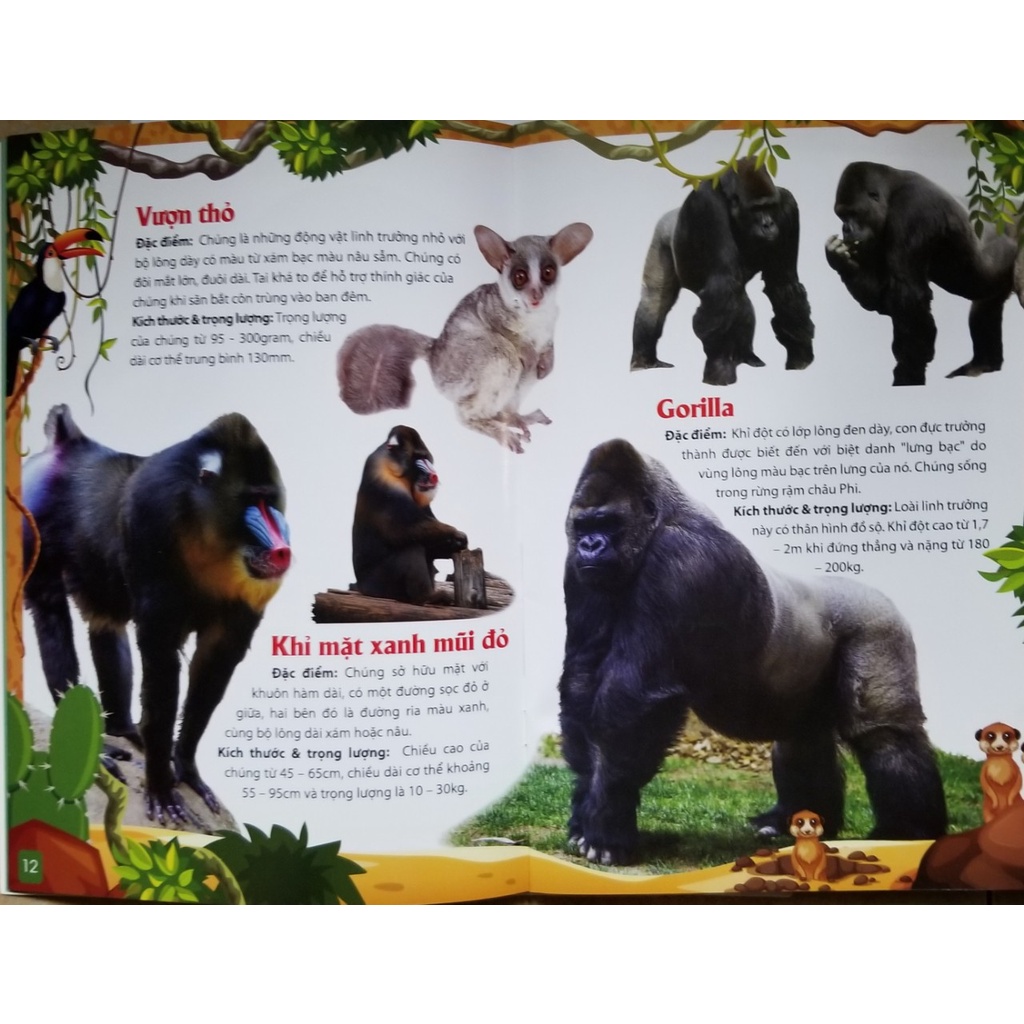 Sách- Khám Phá Động Vật 5 Châu- Châu Phi