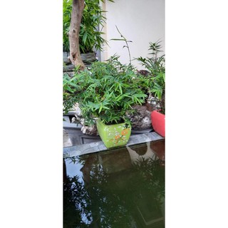 trúc tăm làm tiểu cảnh