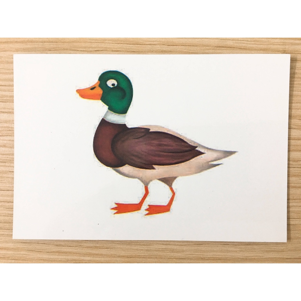 Thẻ Oxford Phonics World level 1 - 104 Thẻ