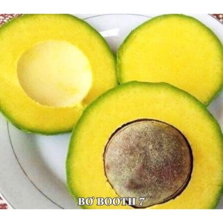 1Kg Bơ Booth 7, Bơ Booth Đăk Lăk, Vua của các loại Bơ, cơm vàng, dày, dẻo, vỏ cứng, vận chuyển đi xa vô biên không lo hư