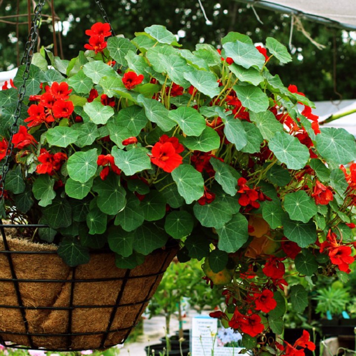 Hạt Giống Hoa Sen Cạn (tặng kèm phân) Outsidepride Nasturtium Seed Mix - 1/4 LB