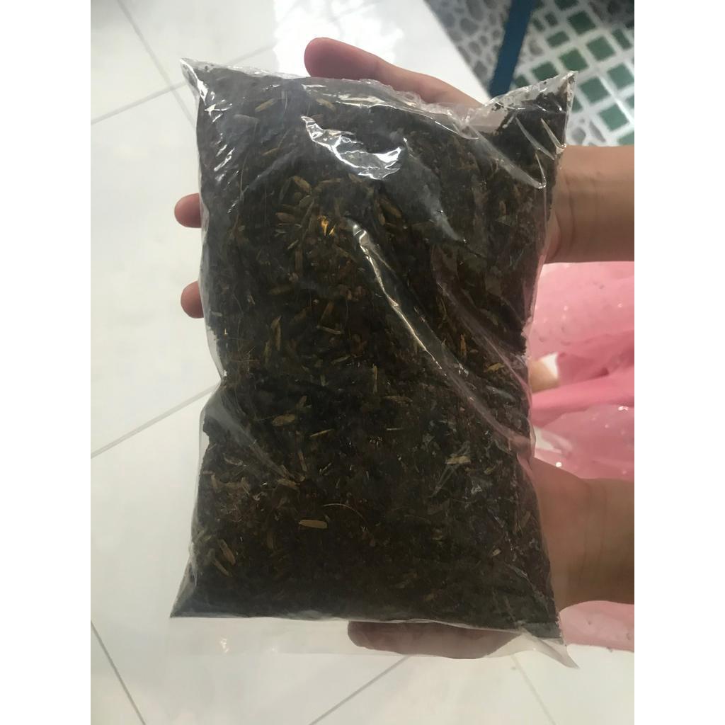 Cây vạn Lộc đỏ tặng phân bón cho cây mau lớn + Tặng 02 cây nhót ngọt