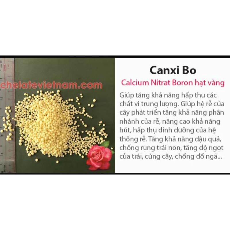 CANXIN BO TRỐNG NỨT TRÁI - ĐẬU QUẢ -CỨNG CUỐNG -TRỐNG RỤNG TRÁI NON( 500G )