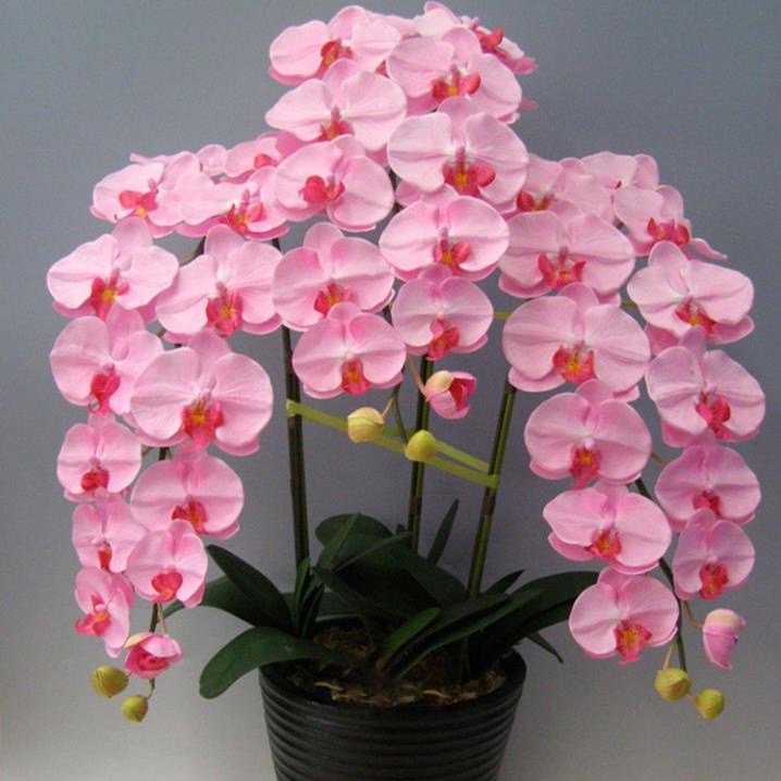 50 hạt giống hoa lan địa