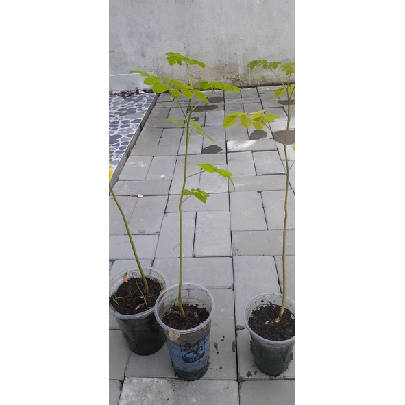 Cây Chùm ngây cao 20-30 cm