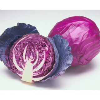 0.5gr hạt bắp cải tím