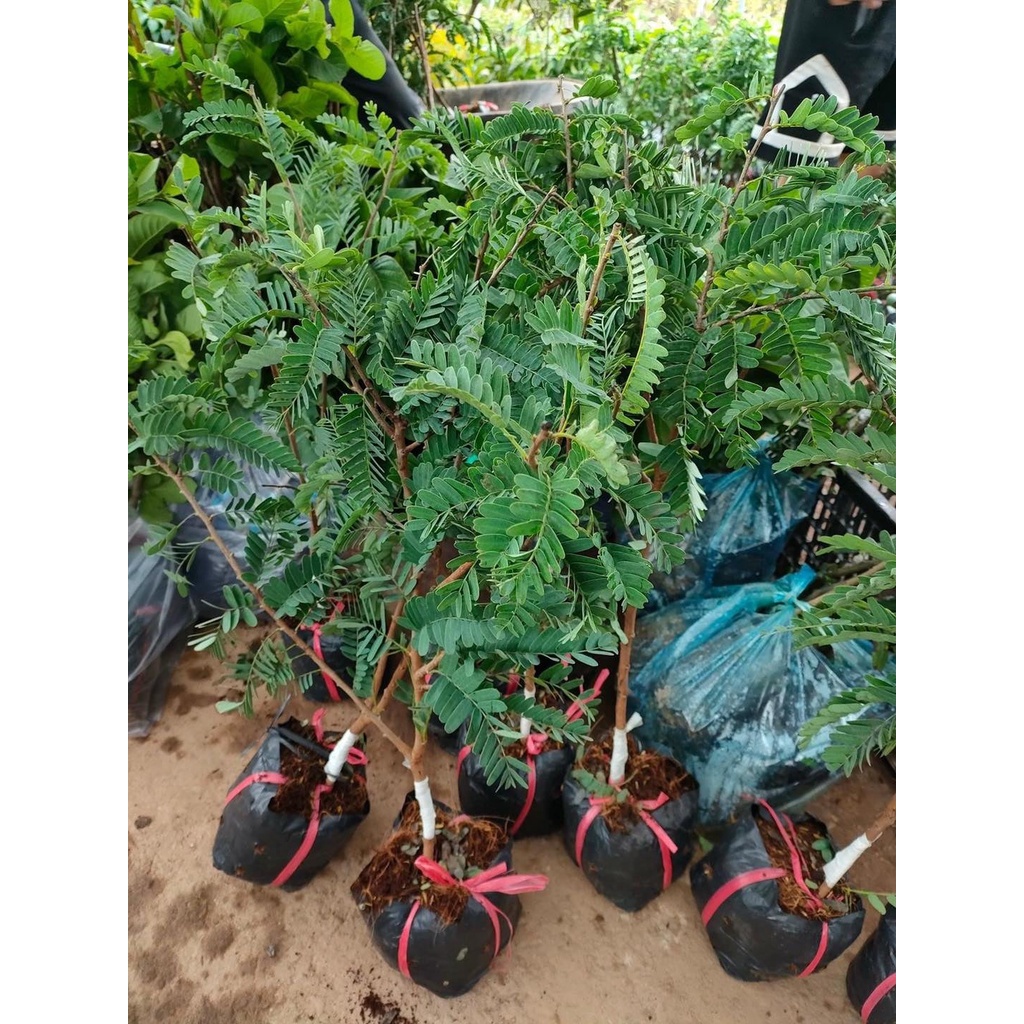 Cây Giống me thái ghép siêu sơm