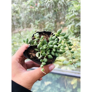 Sen đá ngọc lá nhọn