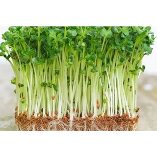 Hạt giống Rau mầm dinh dưỡng
