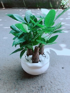 Chậu Kim Ngân 3 Thân